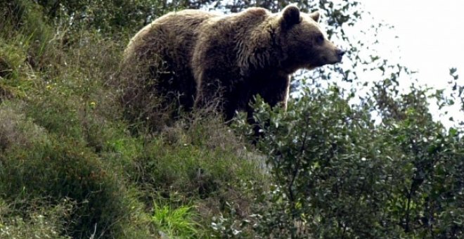 La Junta de Castilla y León busca a un oso pardo herido en una cacería en Palencia