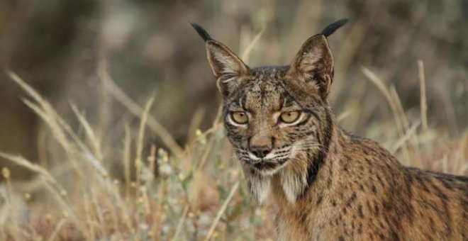 Los 15 años que resucitaron al lince