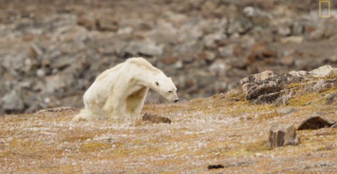 Graban la agónica muerte de un oso polar famélico en Canadá