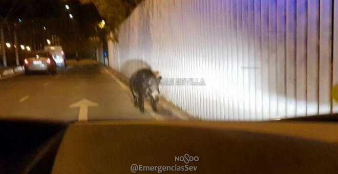 Abatido un jabalí de 100 kilos que había llegado al centro urbano de Sevilla