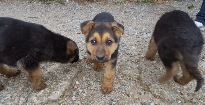 La Policía busca a los dueños de cuatro cachorros abandonados en Zaragoza