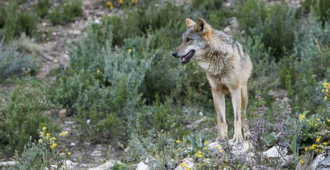 Matan a tiros a un lobezno de seis meses que participaba en un proyecto piloto de Madrid