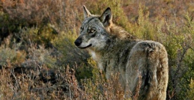 Los ganaderos del Pirineo aragonés declaran una guerra preventiva contra el lobo