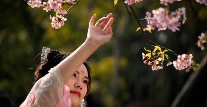 El espectacular esplendor de los cerezos en flor de Japón