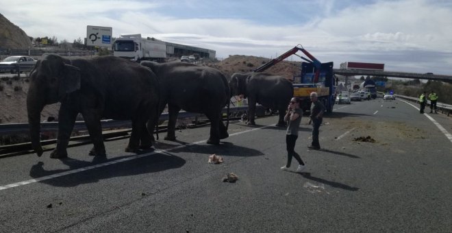 Un camión que transportaba elefantes de un circo vuelca en la A-30 a su paso por Albacete