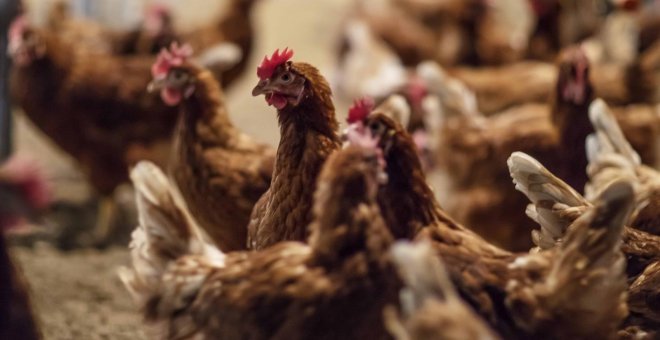 El mayor productor de huevos de España sirve los primeros libres de jaula para Mercadona