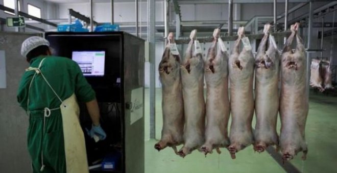 El tirón de la carne halal dispara el sacrificio de animales sin aturdimiento en España