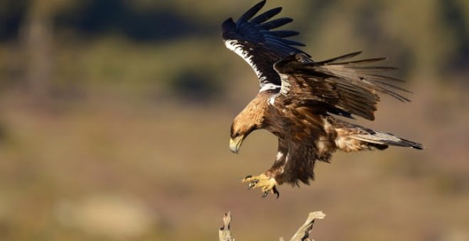 Un juzgado impone una fianza de 168.000 euros al dueño de un coto y dos guardas por matar con cebos venenosos a 55 aves