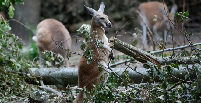 Muere un canguro en un zoo de China después de que los visitantes le lanzaran ladrillos para que saltara