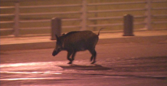 La presència de porcs senglars a la ciutat de Barcelona pot agreujar-se en pocs anys