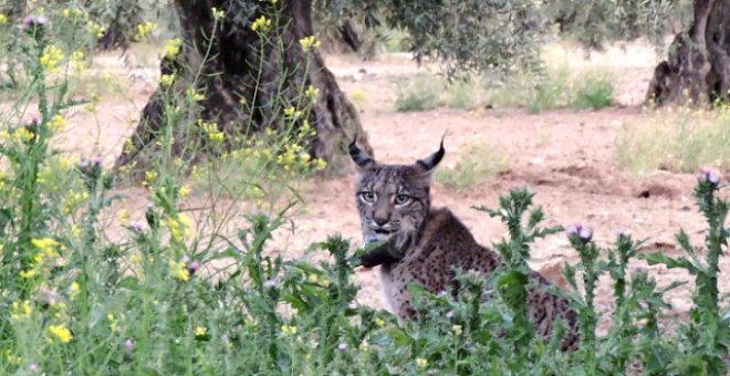 Hallan el cadáver de un lince ibérico en el lago de un campo de golf de Huelva