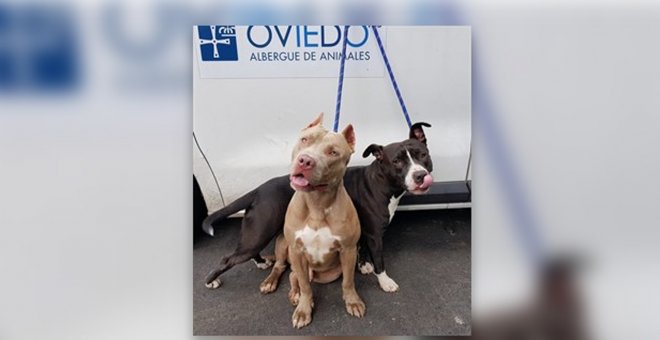 Rescatan a dos perros deshidratados del maletero de un coche incendiado en Oviedo
