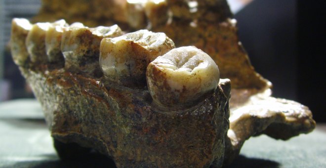 La pereza del Homo erectus influyó en su extinción