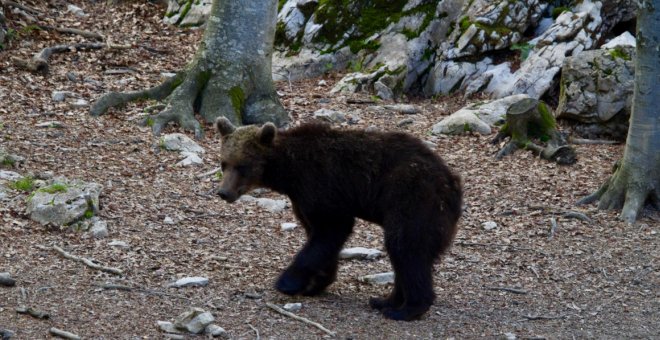 Els últims dies de l'ós Goiat al Pirineu