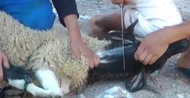 Loa animalistas arremeten contra la Fiesta del Cordero y sus"sacrificios ilegales"
