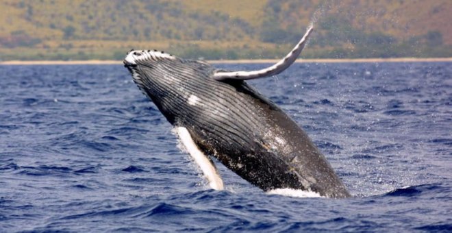 Descubren que el cambio climático atrae a las ballenas jorobadas al Mediterráneo