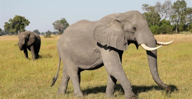 Los furtivos asesinan a 87 elefantes en Botsuana, la mayor cacería en África