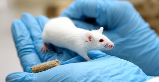 El 95,22% de los animales utilizados para investigación en 2018 sufrieron dolor
