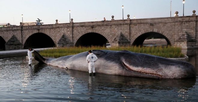 ¿Por qué ha aparecido un cachalote varado en el río Manzanares de Madrid?