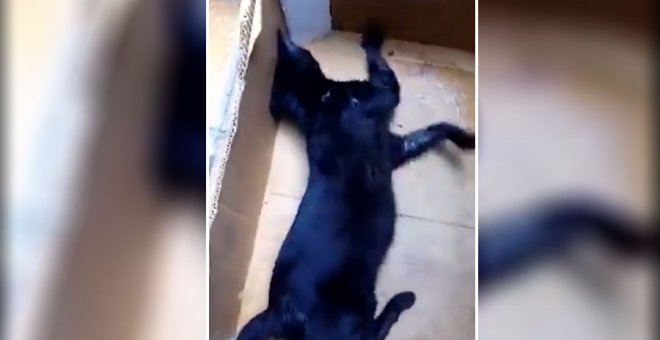 El vídeo que muestra las terribles consecuencias del envenenamiento de gatos en Beire