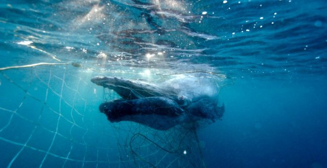 Rescatan a una cría de ballena atrapada en una red contra tiburones en Australia
