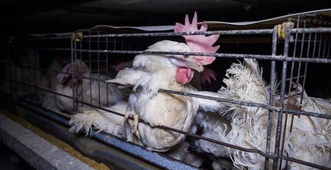 Alcampo dejará de vender huevos de gallinas enjauladas