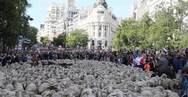 Las ovejas toman Madrid para celebrar los 600 años de la trashumancia