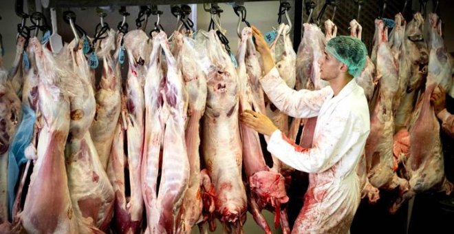 Equalia denuncia a un matadero segoviano por la extrema brutalidad hacia sus animales