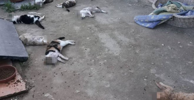 Una asociación denuncia la muerte a golpes de nueve gatos en un albergue de Alicante
