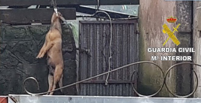 Detenida por maltrato animal tras ahorcar a su perro en Fisterra