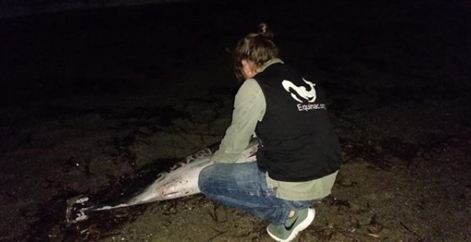 Aparece muerto un delfín en Roquetas de Mar con heridas y un nombre grabado en el costado