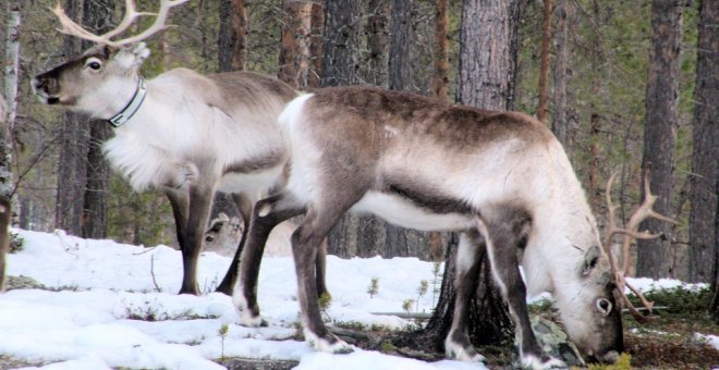 Las poblaciones de reno en el Ártico se desmoronan