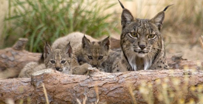 Nacen cuatro nuevos cachorros de lince en el centro de cría de El Acebuche