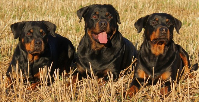 Muere el anciano de 81 años que fue atacado por tres rottweiler en Madrid