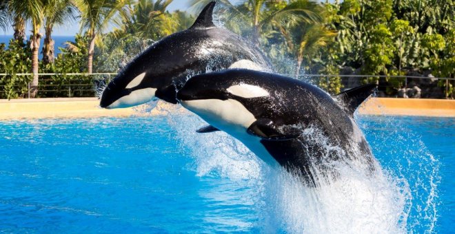 El estrés crónico acorta la vida de las orcas en cautividad