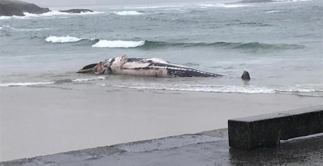 Seis ballenas muertas en las costas gallegas en menos de un mes