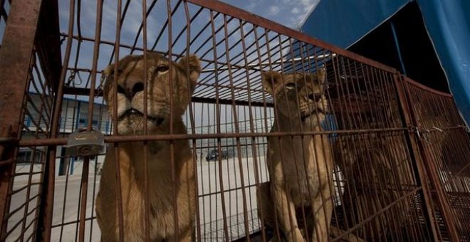 El Ayuntamiento de Madrid prohíbe los circos con animales salvajes