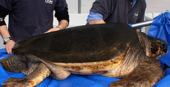 Voluntarios de Aena y CRAM devuelven al mar las tortugas recuperadas en la playa de El Prat