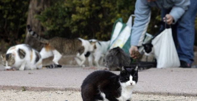 Los gatos toman València en su día especial