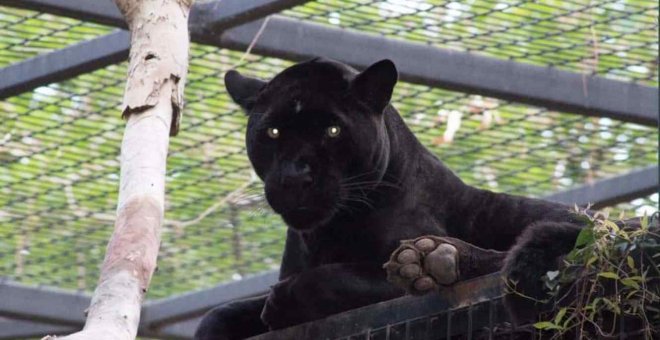 Un jaguar ataca a una mujer en un zoo mientras intentaba hacerse un 'selfie'