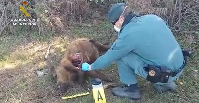 Ocho investigados en relación con la caza furtiva en el Parque Nacional de Doñana