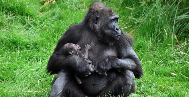 Los gorilas de montaña, ¿cómo salvar de la extinción a una especie?