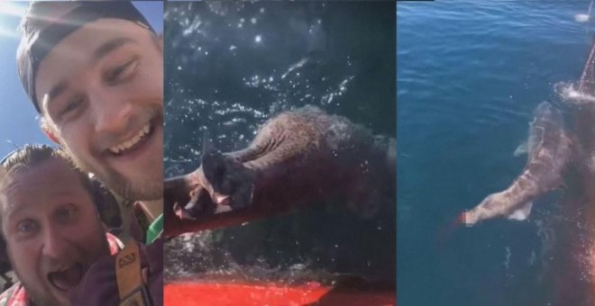 Dos pescadores le cortan la cola a un tiburón para burlarse de él en las redes sociales