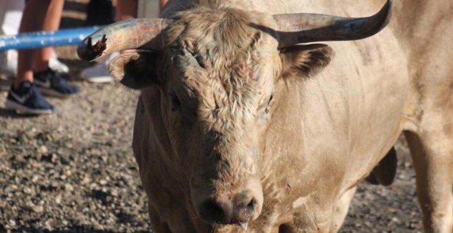 Muere un joven por una cornada de vaquilla en las fiestas de Pinoso, Alicante
