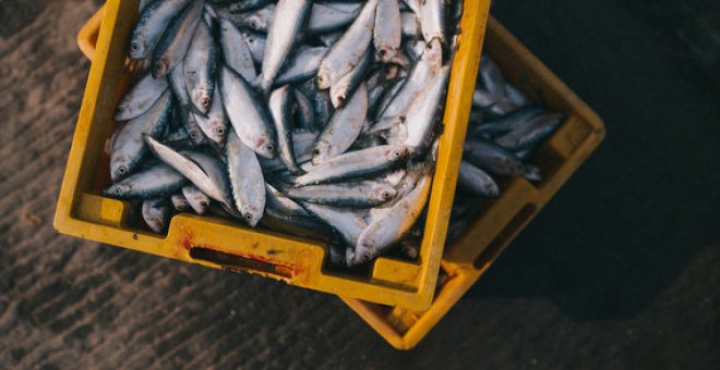 Revisan los menús escolares para prescindir del pescado con altos niveles de mercurio