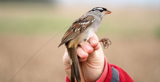 Los insecticidas amenazan la supervivencia de las aves silvestres