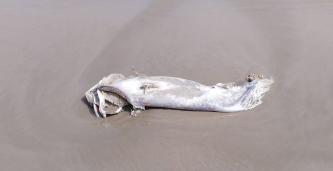 Cierran las playas mediterráneas de La Manga por la llegada de atunes muertos