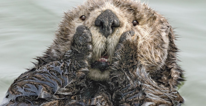 Las fotografías más divertidas ganadoras de los premios ‘The Comedy Wildlife’