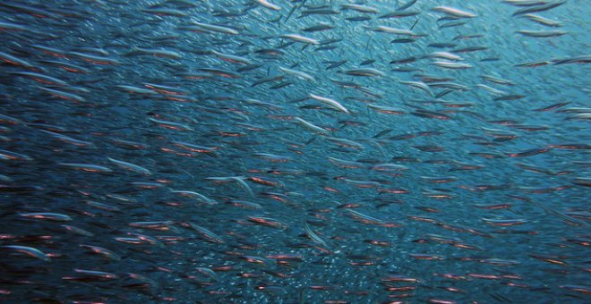 Estos son los peces más amenazados por la falta de oxígeno en los océanos
