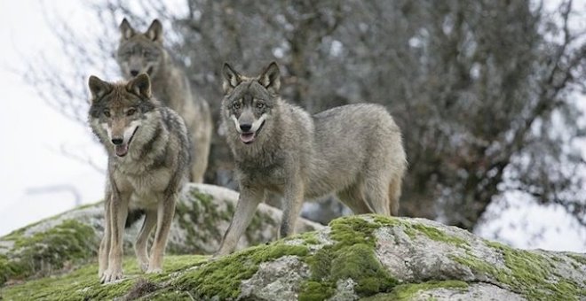 ¿Quedan lobos en Andalucía?